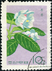 NORTH KOREA - CIRCA 1965: Postage stamp printed in North Korea shows flowers