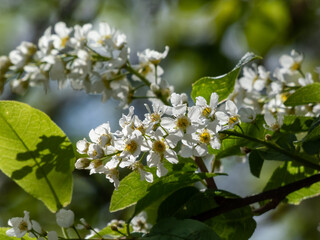 Close-up shot of white flowers of small tree the Bird cherry, hackberry, hagberry or Mayday tree (Prunus padus) in full bloom. Fragrant white flowers in pendulous long clusters (racemes)