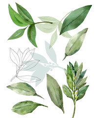 Pattern Tree laurel.Watercolor illustration.Image on white and colored background.