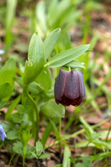 Wild Black Tulip Flower Growing Among Green Grass in Caucasus Mountains. Selective Focus. Vertical View