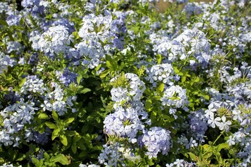 evocative close-up image of white flowers 