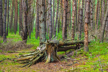Early autumn landscape of mixed forest thicket with fallen tree broken trunk in Puszcza Kampinoska Forest in Truskaw village near Warsaw in Mazovia region of Poland