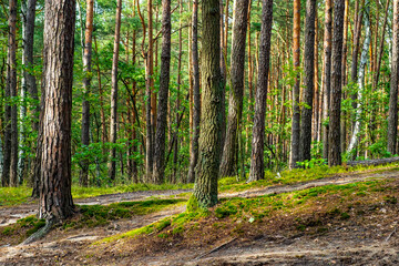 Summer landscape of mixed european forest thicket in Puszcza Kampinoska Forest in Truskaw village near Warsaw in Mazovia region of Poland