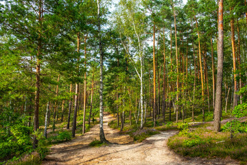 Summer landscape of mixed forest thicket with tourist path in Puszcza Kampinoska Forest in Truskaw village near Warsaw in Mazovia region of Poland
