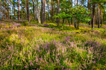 Early autumn landscape of mixed forest thicket with common heather shrub, Calluna vulgaris, in Puszcza Kampinoska Forest in Truskaw village near Warsaw in Mazovia region of Poland