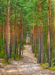 Summer landscape of mixed forest thicket with tourist path in Puszcza Kampinoska Forest in Truskaw...
