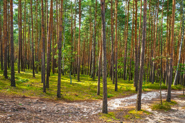 Naklejka premium Summer landscape of mixed forest thicket with tourist path in Puszcza Kampinoska Forest in Truskaw village near Warsaw in Mazovia region of Poland