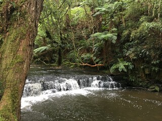 waterfall in the rainforest