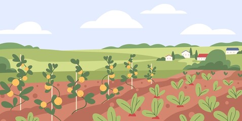 Vegetable kitchen garden. Organic farm crops growing. Fresh ripe agriculture harvest, plantation. Country landscape with veggies growth in farmland. Rural field panorama. Flat vector illustration