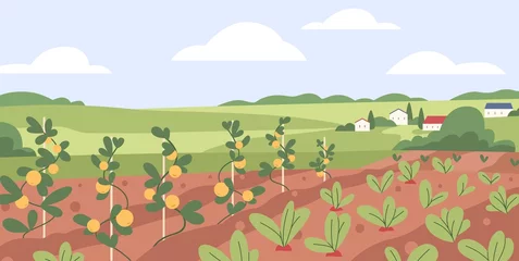 Fotobehang Vegetable kitchen garden. Organic farm crops growing. Fresh ripe agriculture harvest, plantation. Country landscape with veggies growth in farmland. Rural field panorama. Flat vector illustration © Good Studio