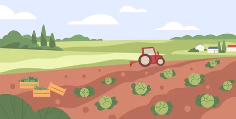Foto op Canvas Farm vegetable garden. Tractor collecting harvest in country agriculture field. Cabbage crops growing in farmland. Countryside plantation landscape. Flat vector illustration of rural scenery panorama © Good Studio