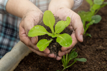 Farmers as checking the quality of organic vegetables.