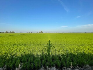 green field and blue sky