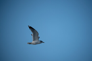 Larus canaus, mew gull flying at the beach of Sankt Peter Ording, North Sea