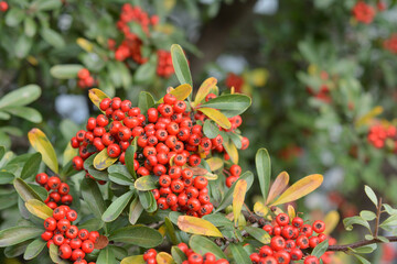 Red pyracantha berries on a tree