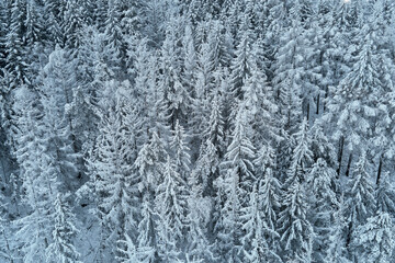 Beautiful winter forest, aerial view. Aerial view of snowy pine trees in mountains. Natural landscape