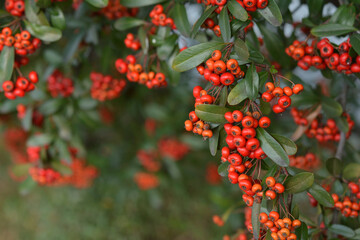 Fototapeta premium Red pyracantha berries on a tree