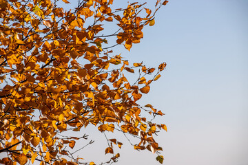 Birch crown with yellow leaves against the blue sky. Autumn tree. Autumn