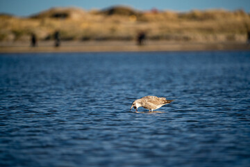 Naklejka premium herring gull juvenile stands in the water and swirls food up the neck