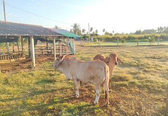 cows in the meadow
