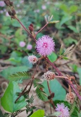 flower of a thistle
