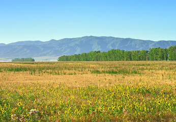 Fototapeta na wymiar Hills in the foothills of Altai