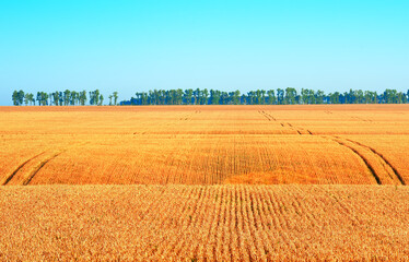 Obraz premium Foothills of the Altai Mountains.
