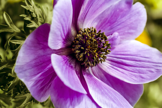 A lavender  Poppy Anemone. ; oblique closeup image