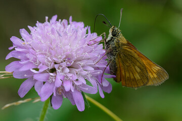 Large skipper (Ochlodes sylvanus) on a flower