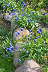 Broad-leaved muscari (Lat. Мuscari latifolium Kirk) on a spring flower bed in the garden