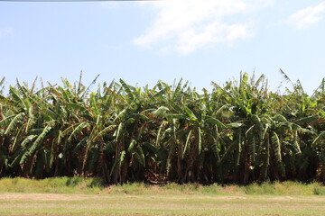 Banana Tree Skyline