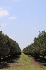 Row of Macadamia Trees