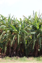 Clump of banana trees