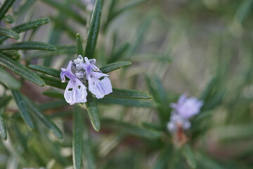 Fleur de romarin gros plan