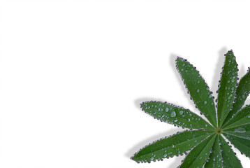 Lupine flower leaves with water drops after rain, isolated on a white background. The object is located on the right in the corner, a place for text. Concept: flower science, botany, garden.
