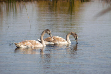 Two swans swimming on lake together closeup view with selective focus on foreground