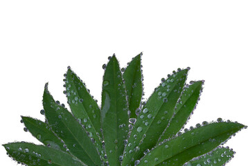 Lupine flower leaves with water drops after rain, highlighted on a white background. The object is located at the bottom in the center, a place for text. Concept: color science, botany, garden.