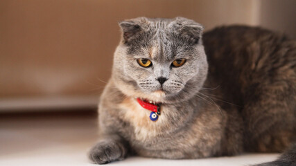 Plakat Scottish fold cat, scottish fold cat laying lazy on the floor, selective focus