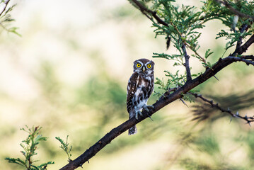 owl in a tree