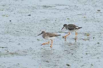 Rotschenkel (Tringa totanus) auch Limikolen genannt im Nationalpark Niedersächsisches Wattenmeer, Wangerooge, Ostfriesland, Niedersachsen, Deutschland