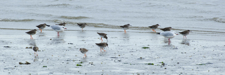 Rotschenkel (Tringa totanus) und Möwen im Nationalpark Niedersächsisches Wattenmeer, Wangerooge, Ostfriesland, Niedersachsen, Deutschland, Europa
