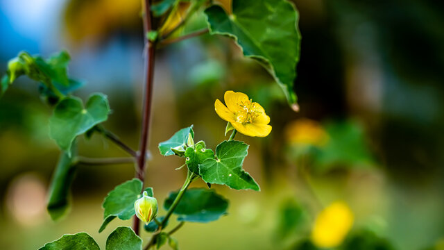 Abutilon indicum is a small shrub in the family Malvaceae, native to tropical and subtropical regions. This plant is a valuable medicinal and ornamental plant (Indian abutilon, Indian mallow) 