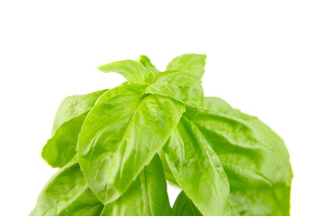 Basil herb with green fresh leaves isolated on white