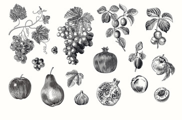 Fototapeta Harvest. Set. Fruit and Berry. Botanical vintage illustration. Black and white obraz