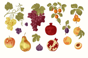 Fototapeta Harvest. Set. Fruit and Berry. Botanical vintage illustration. obraz