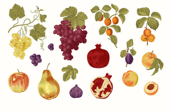 Harvest. Set. Fruit and Berry. Botanical vintage illustration.
