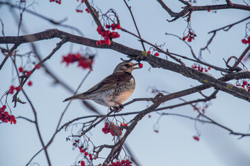 robin on a branch