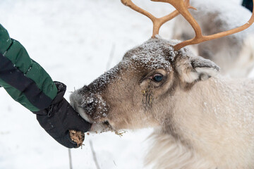 Feeding the Reindeer