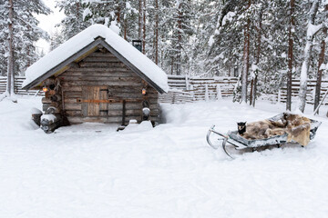 Reindeer dog in the snow waiting for orders