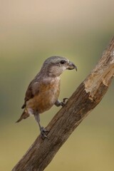 The common crossbill is a species of small passerine bird in the finches family.